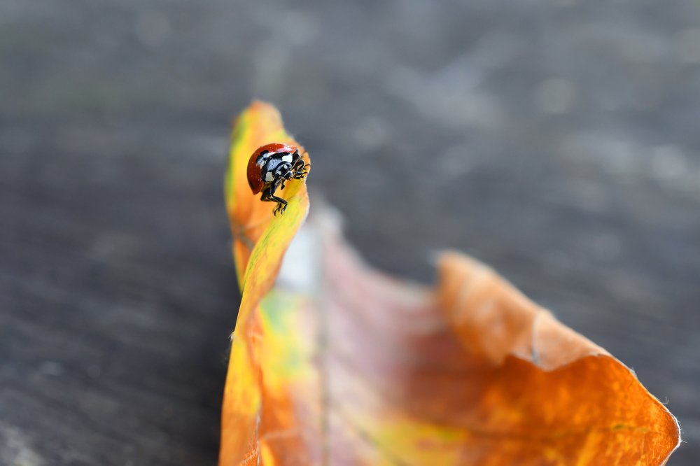 Photograph by Елена Ефимова