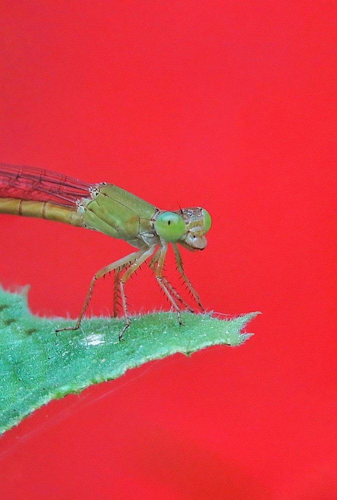 Photograph by Abhijit Sarkar