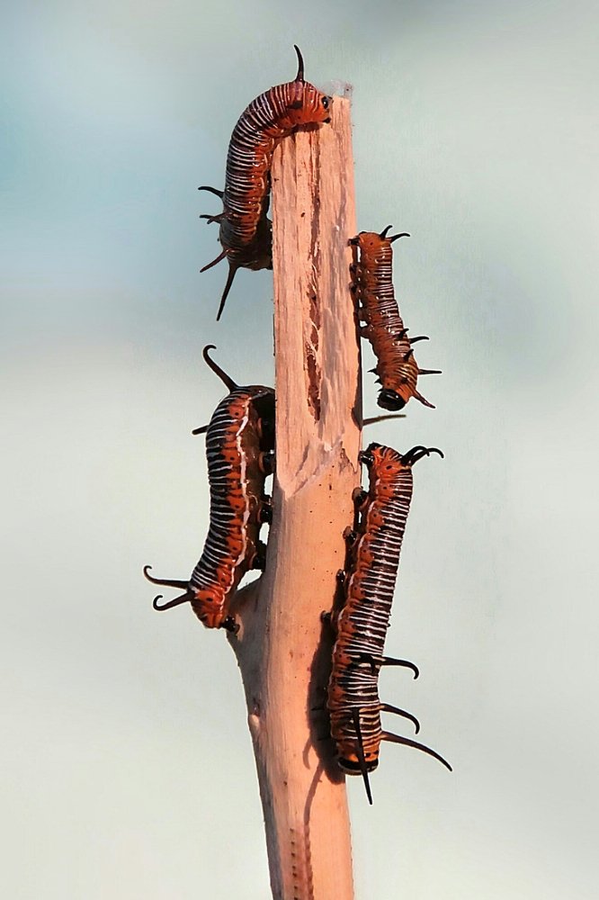 Photograph by Abhijit Sarkar