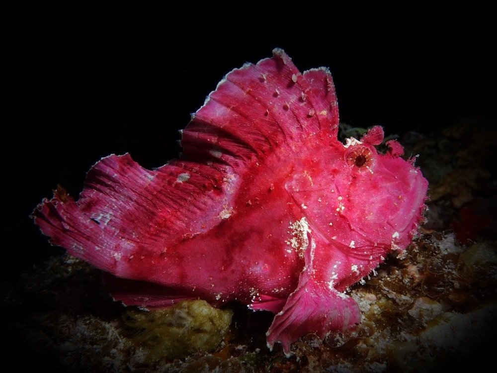 Photograph by Serge Melesan