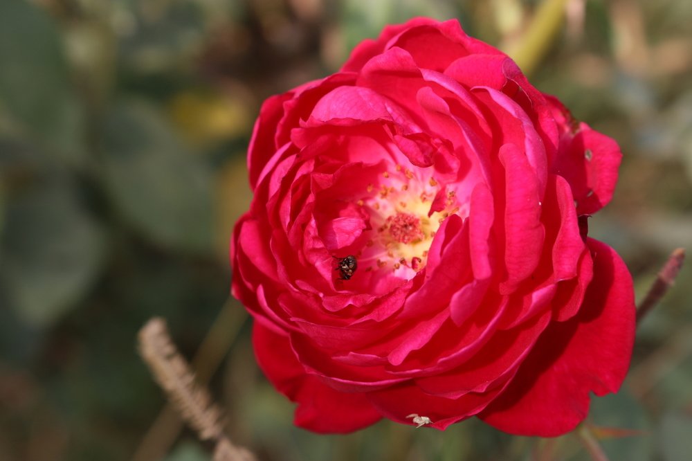 Photograph by Ankit Sinha