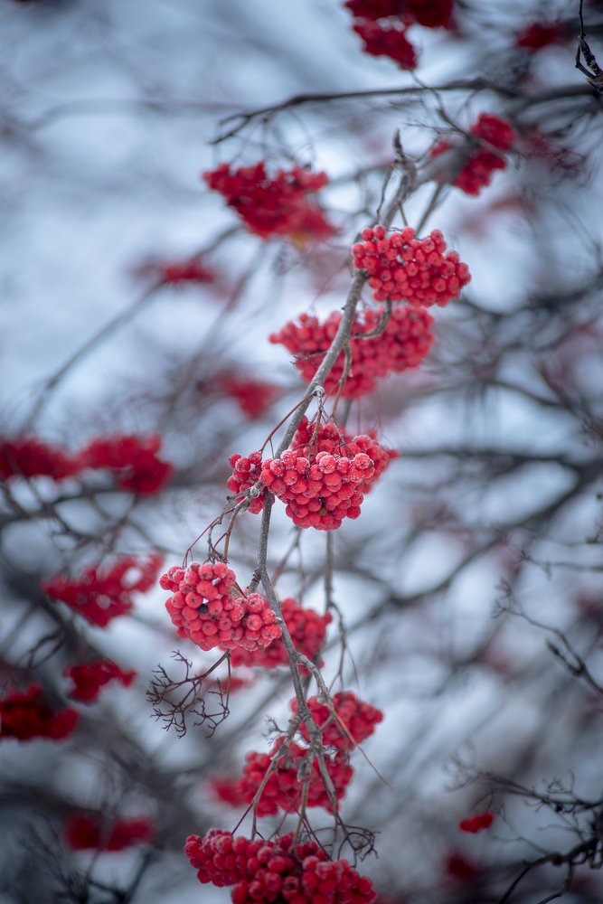 Photograph by Инна Макеева