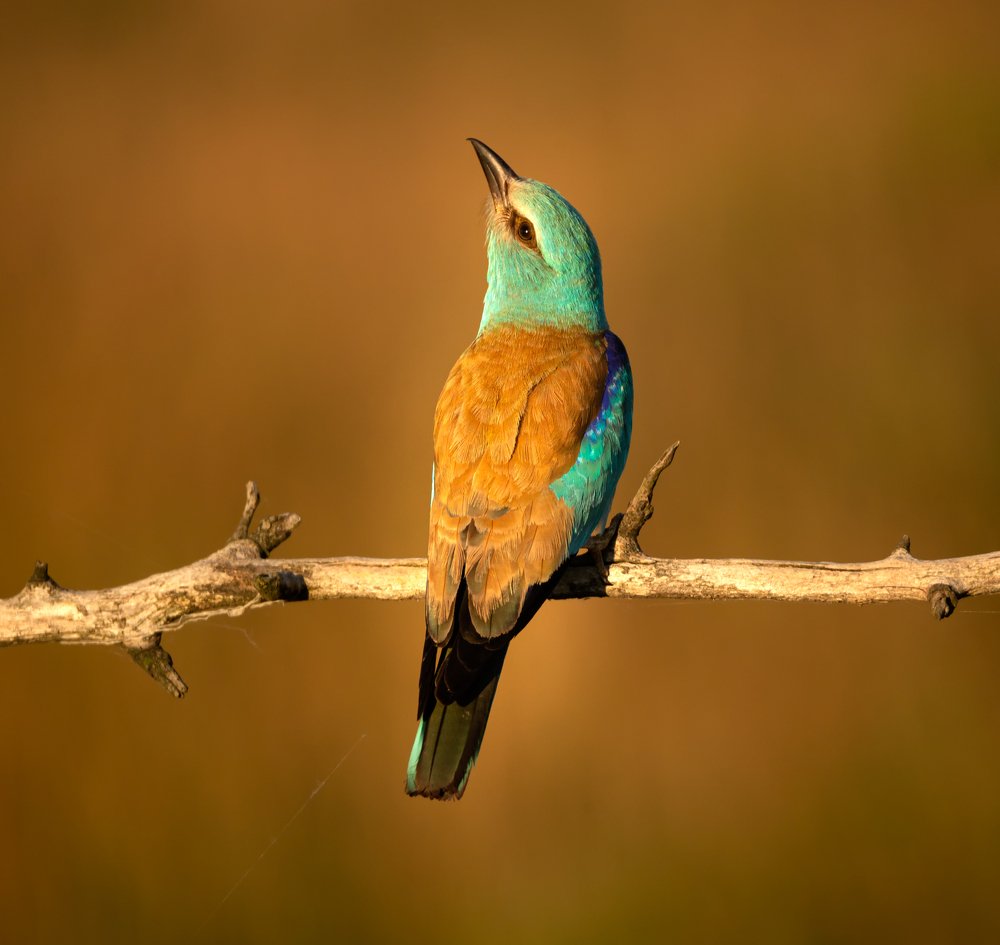 Photograph by Irén Udvarházi