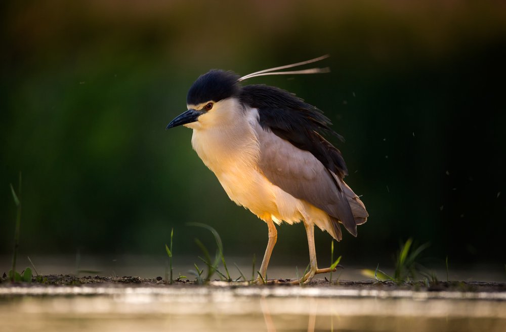 Photograph by Irén Udvarházi