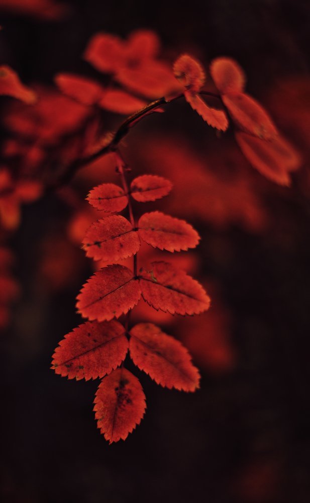 Photograph by Карина