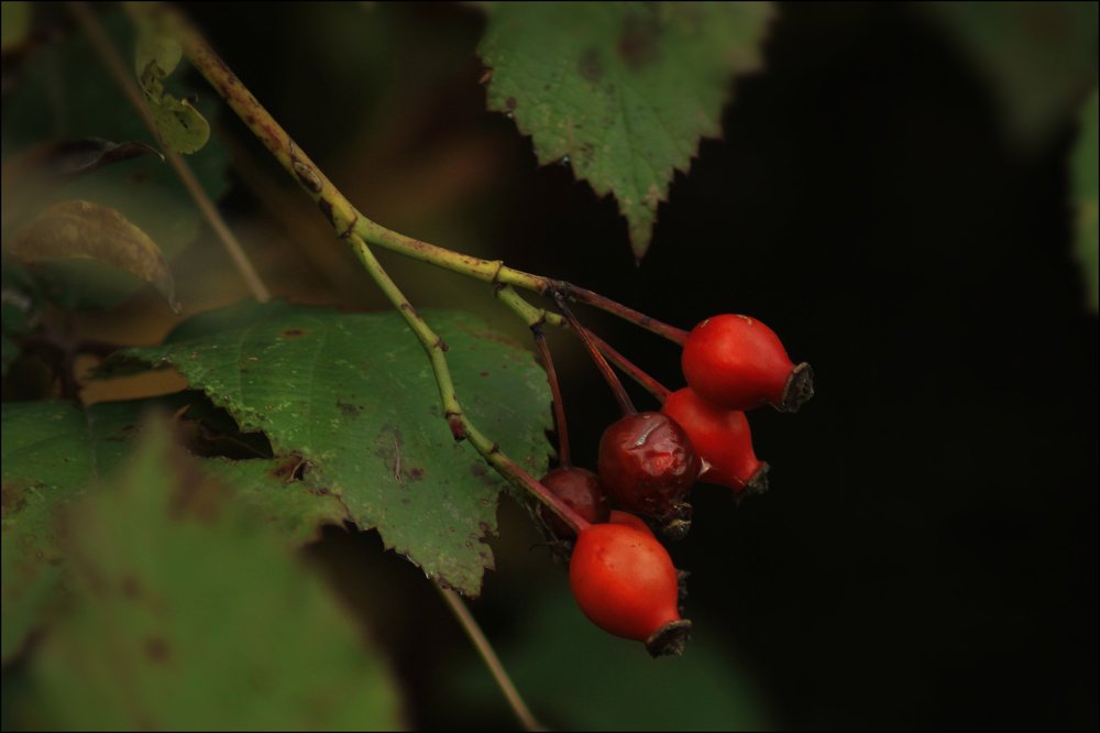 Photograph by Елена Кузьмищева