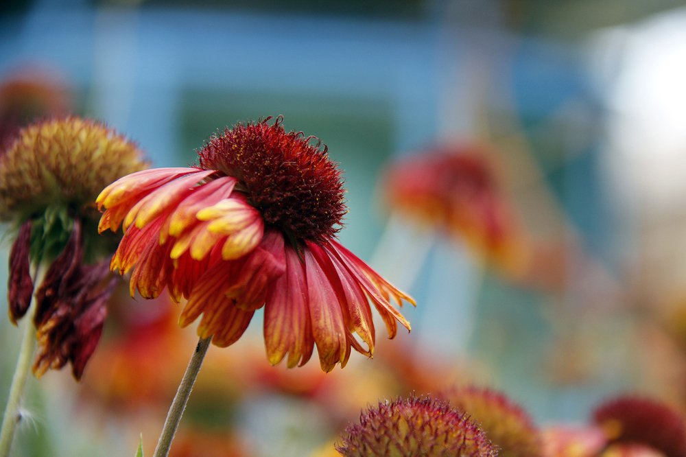 Photograph by omid zarei