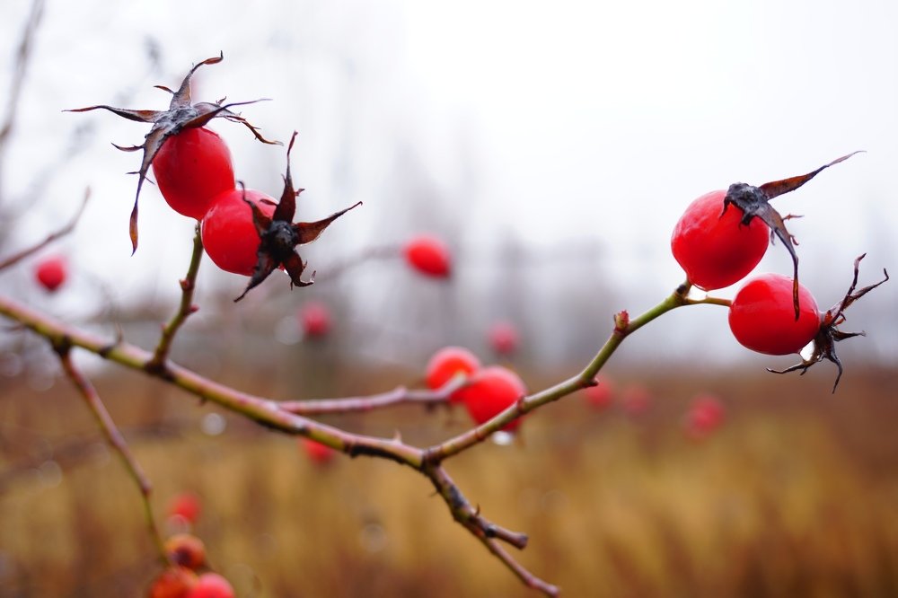 Photograph by Алеся Писнова