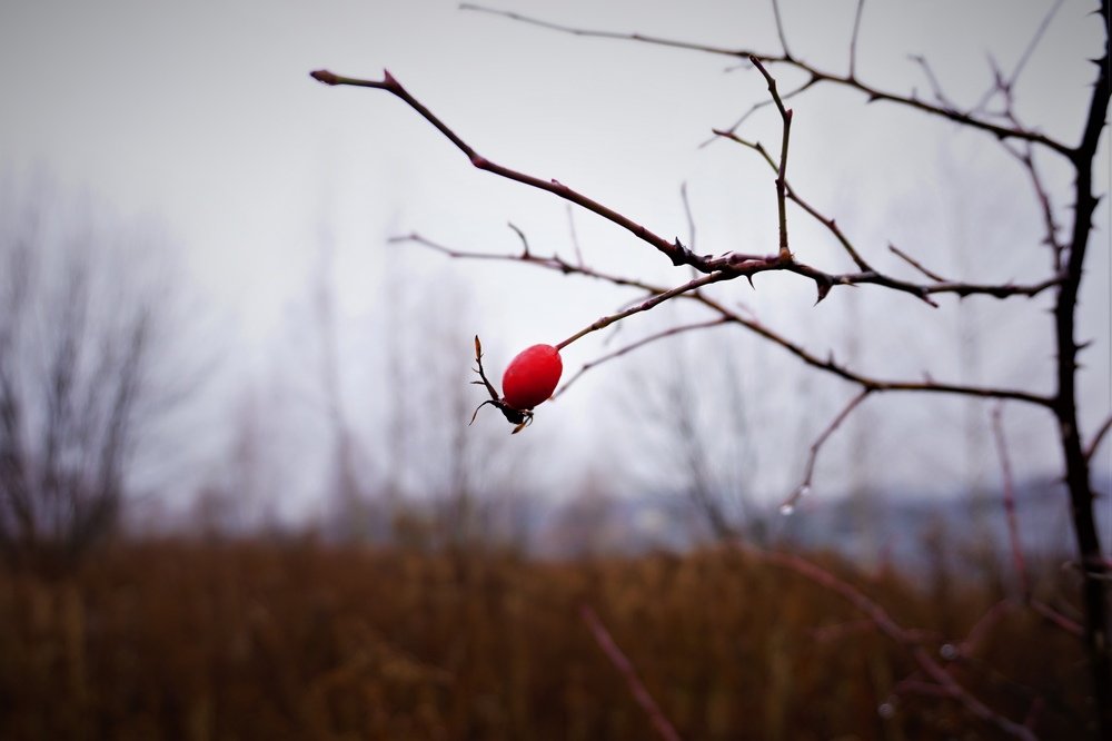 Photograph by Алеся Писнова