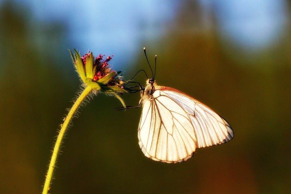 В поисках нектара!