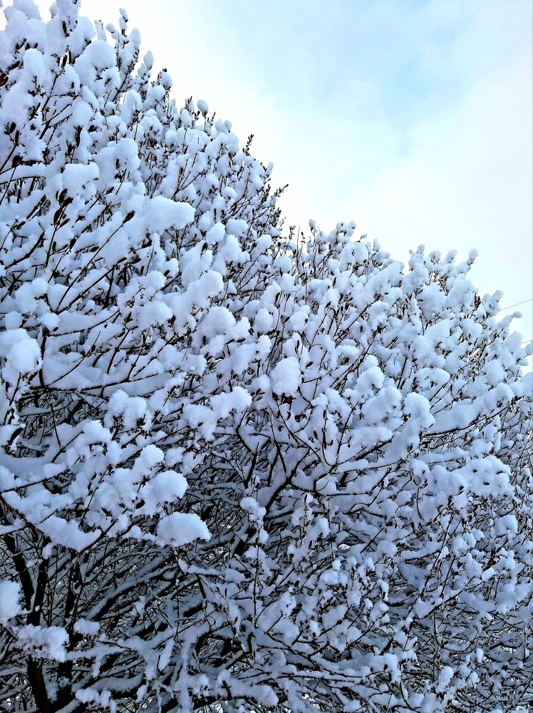 Фотография автора Светлана Дунаева