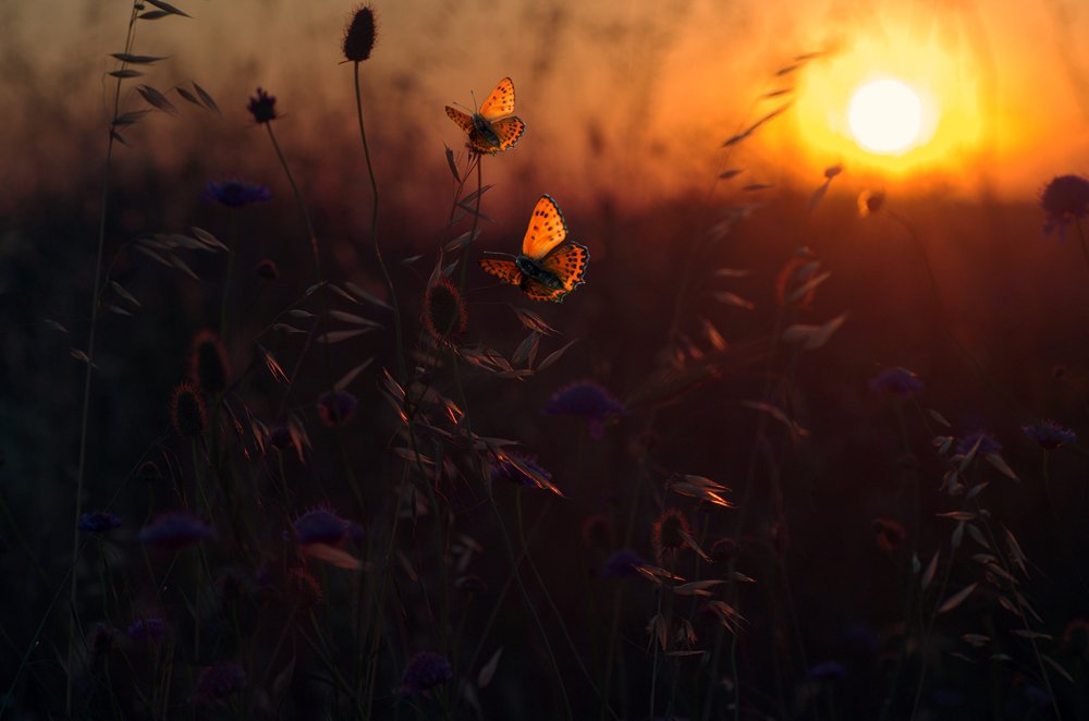 Фотография автора Ercan Yurt