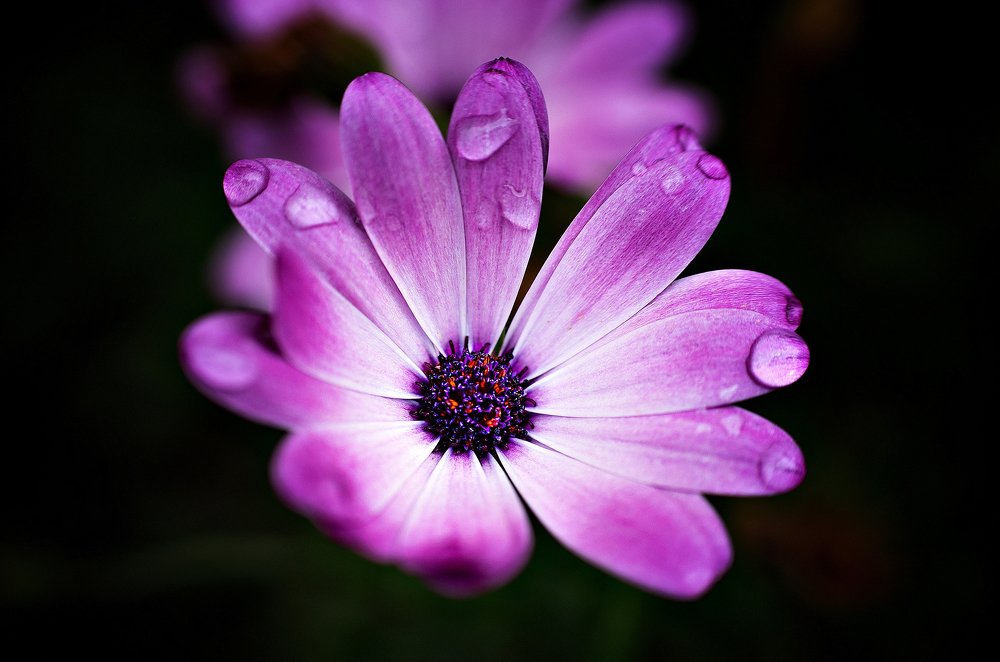 Santa Barbara Garden