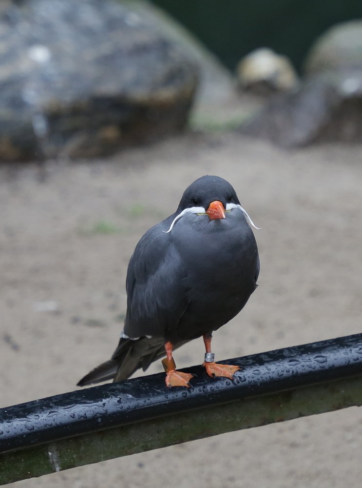 Photograph by Владимир Васильев