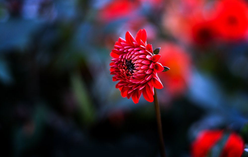 Santa Barbara Garden