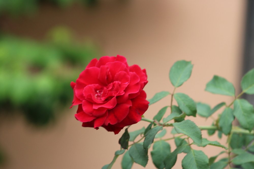 Rosa hogareña
