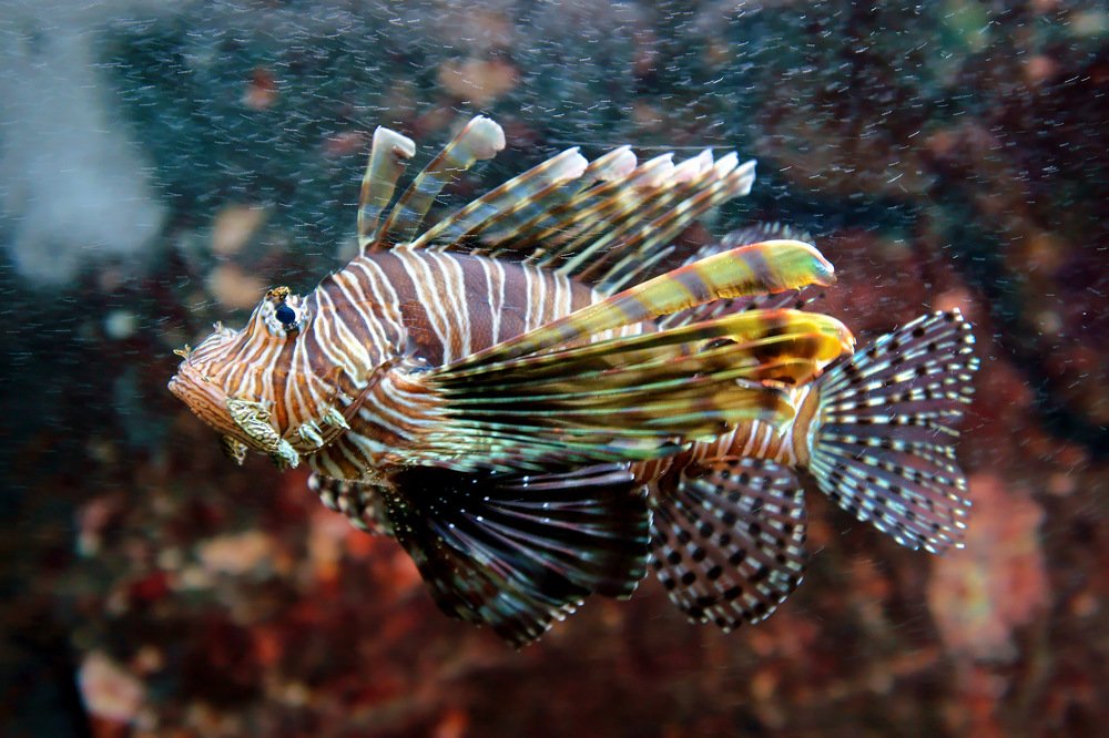 Photograph by Людмила Ефремова