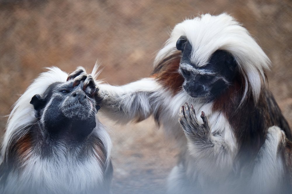 Two Cotton Top Tamarin having their quality time