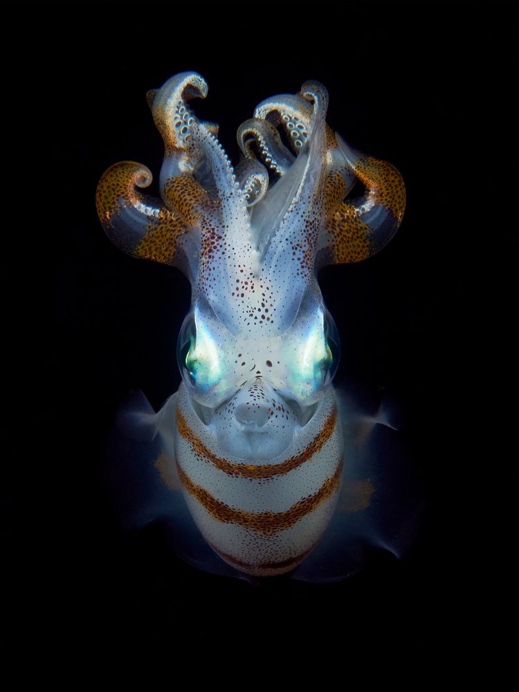 The Medusa Squid