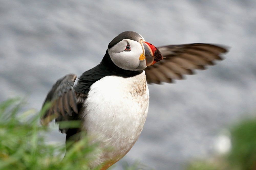 Puffin