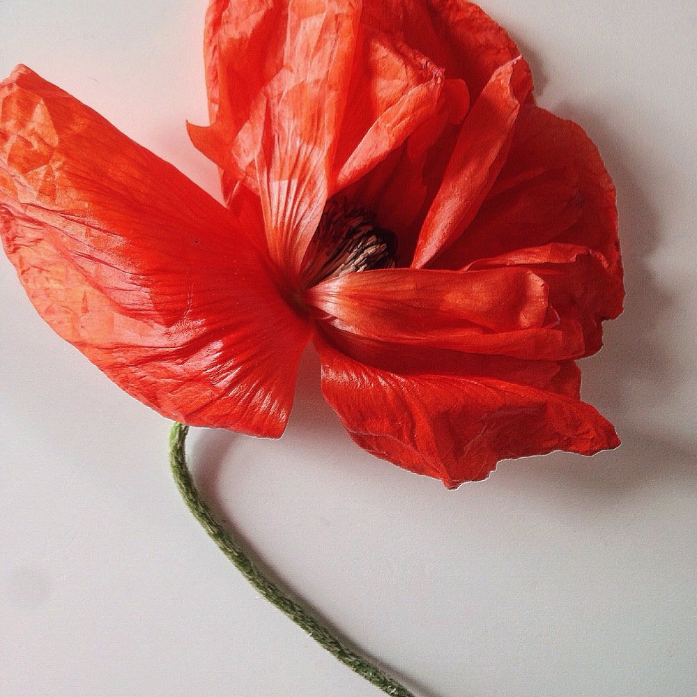 Photograph by Olga Dalidovich