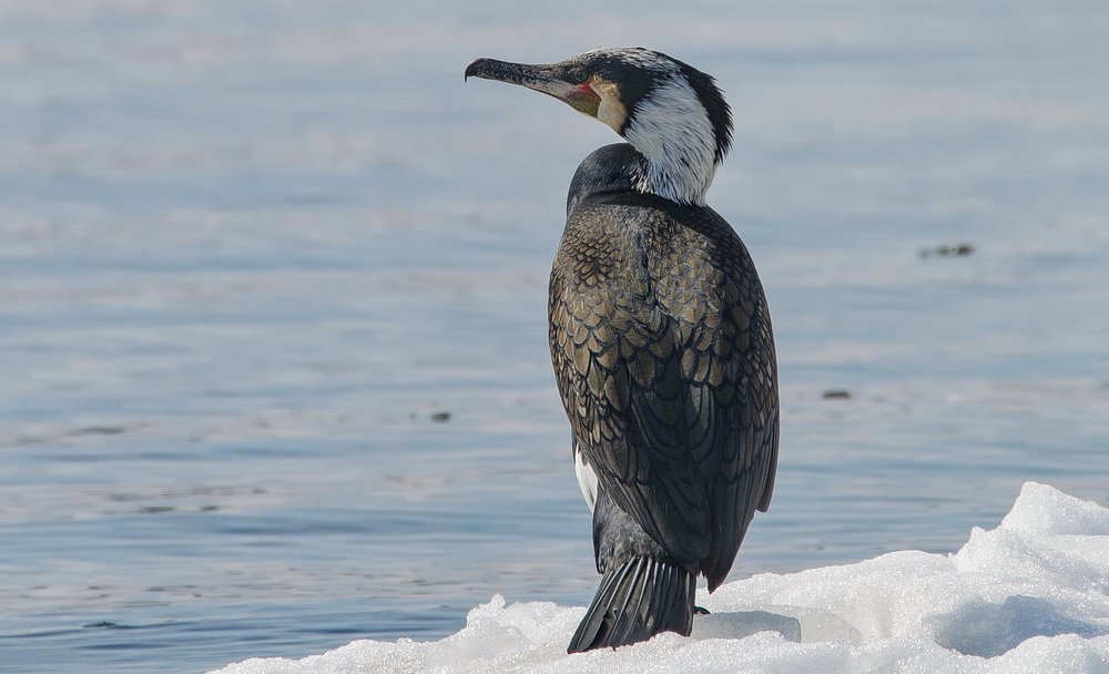 Большой баклан