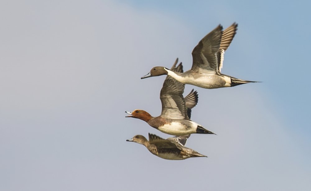 Утиное трио