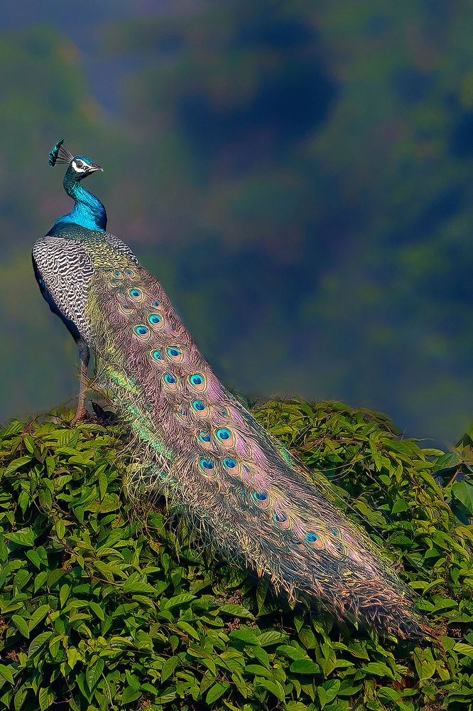 Indian National Bird