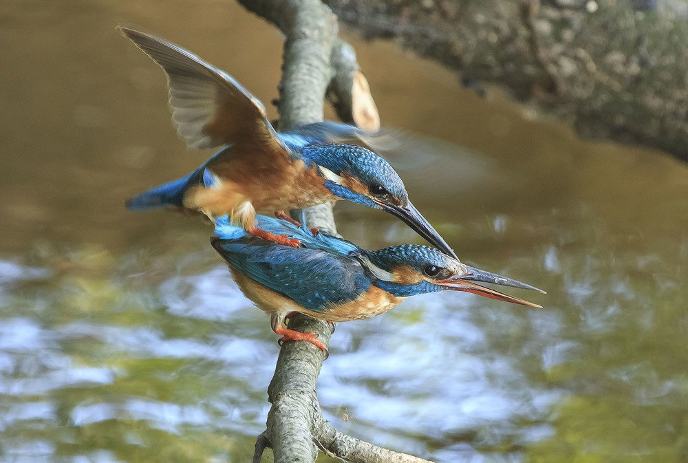 Любовь зимородков