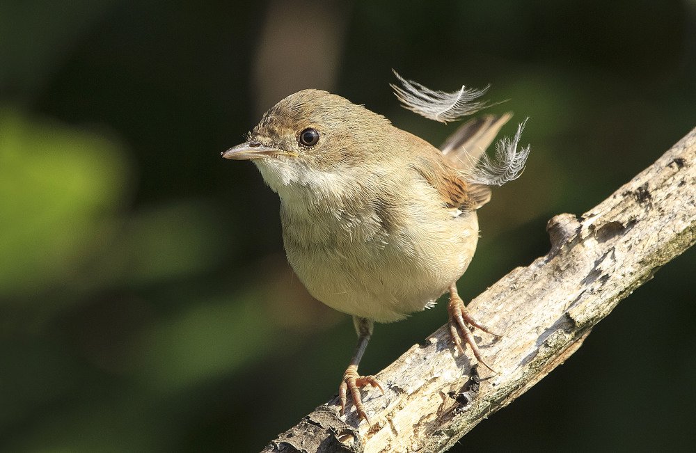 Быстрее собственных перьев :)