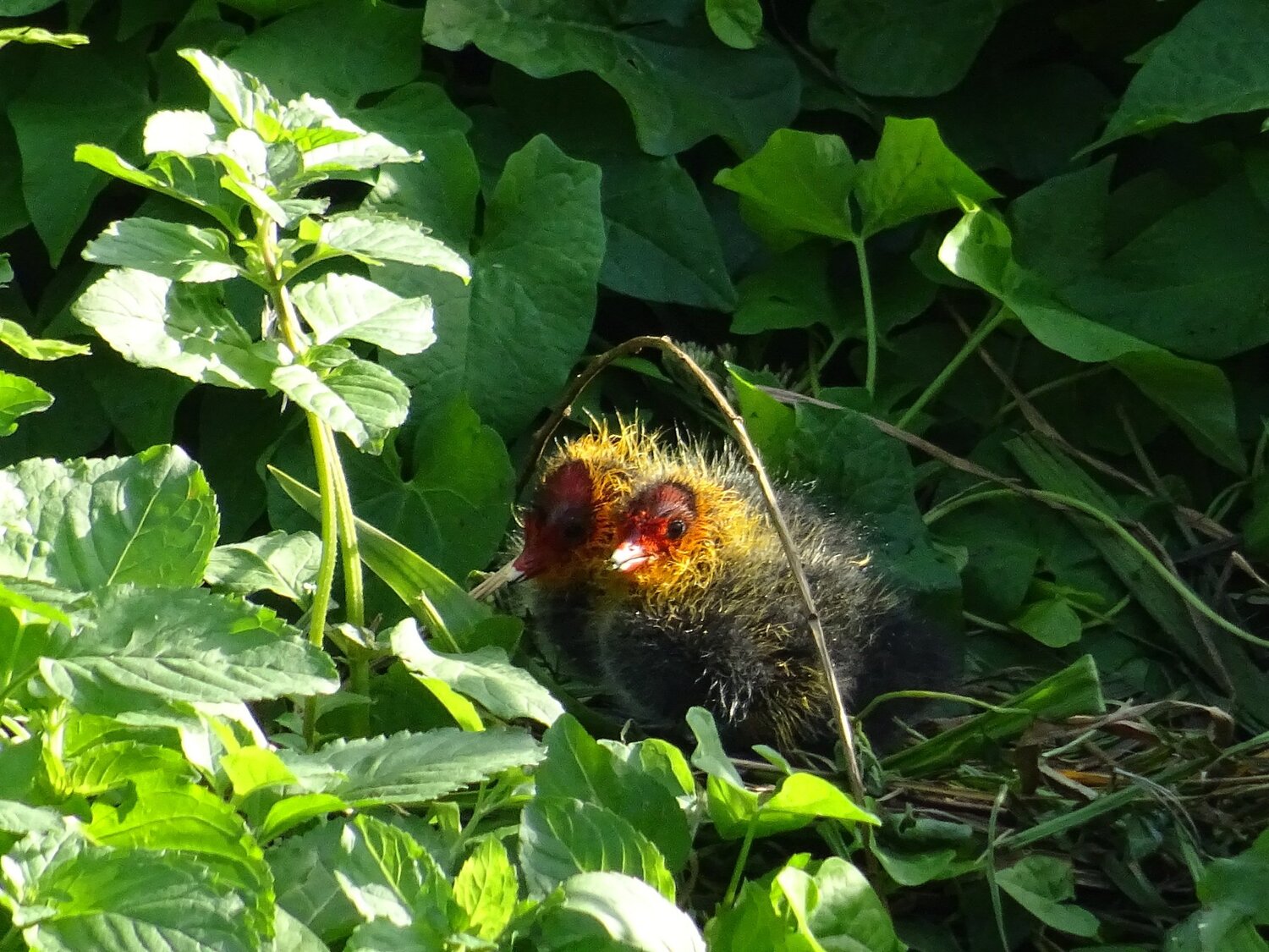 Two baby coots in the rising sun waiting for their parents