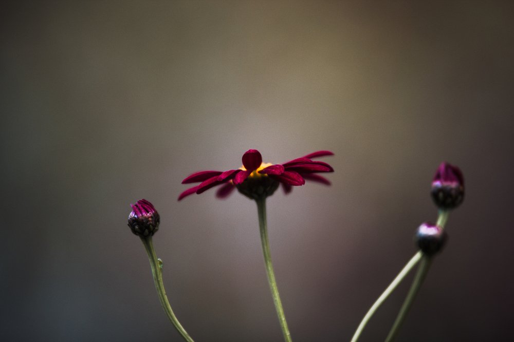 Photograph by tayeb bouzidi