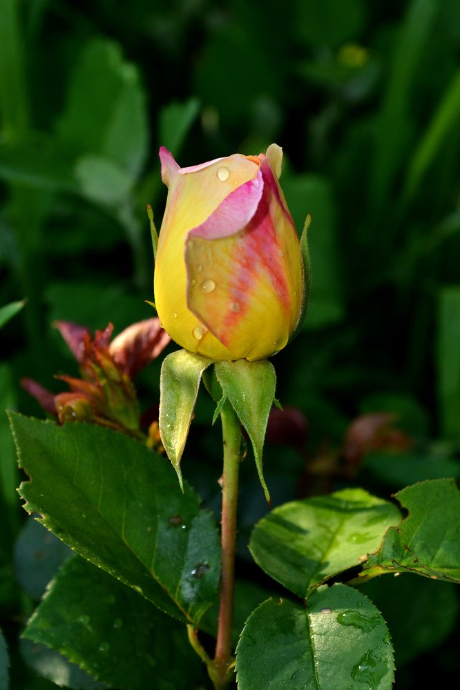 Photograph by Szabó László