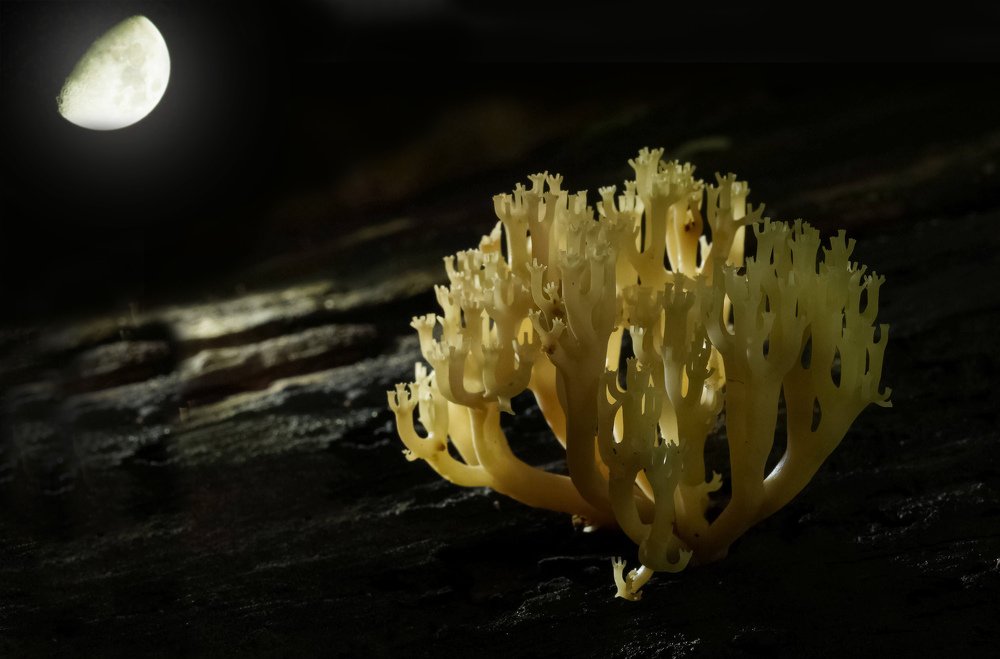 Photograph by Сергей Прокофьев