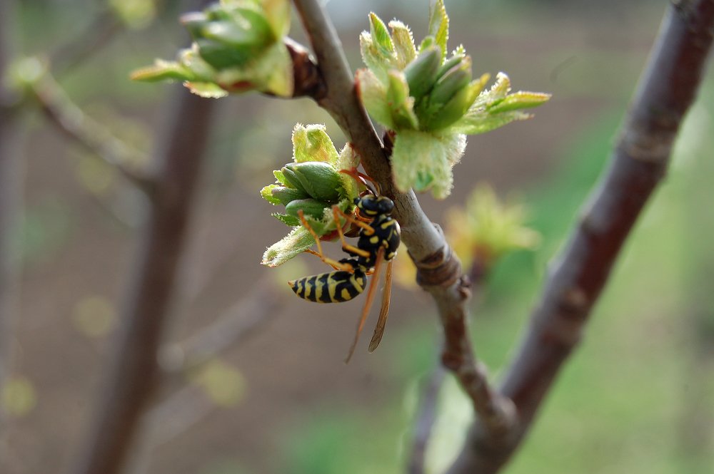 Photograph by Szabó László