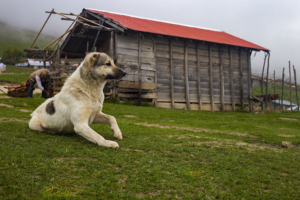 Photograph by mehdi yaghoobi