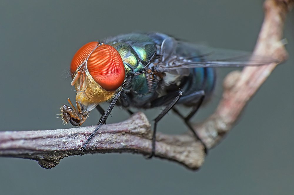 Фотография автора NeCoTi ChonTin