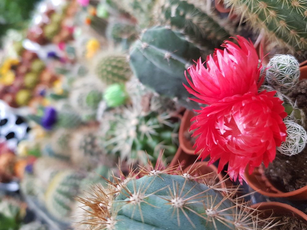 Photograph by Shabnam Qahremanpoor