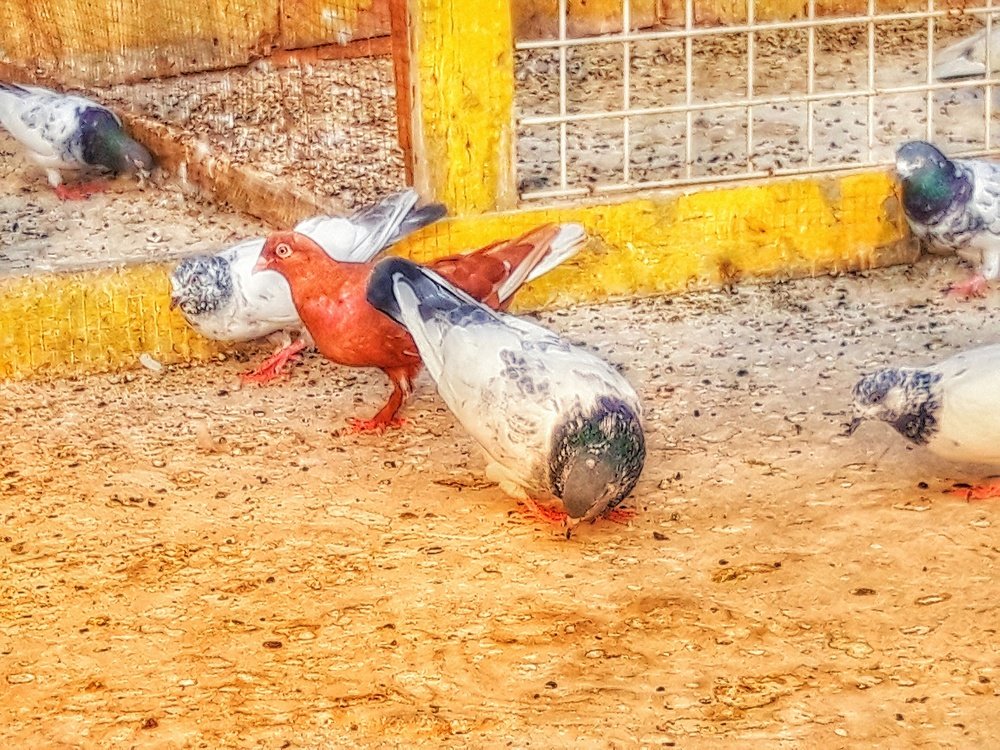 Photograph by Ishaq Hassan