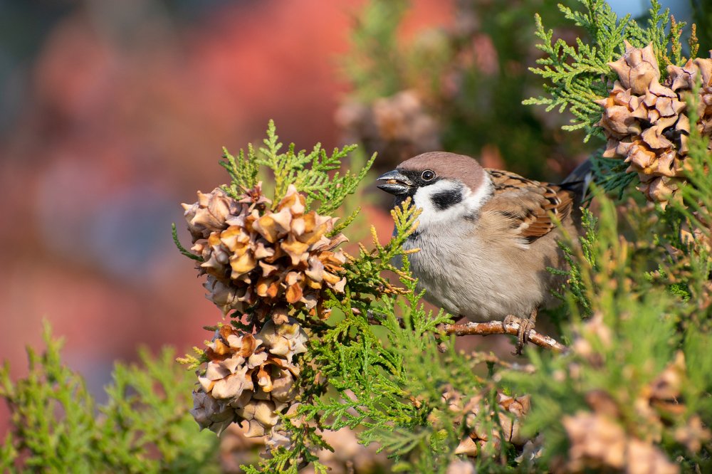 Photograph by Елена Ефимова