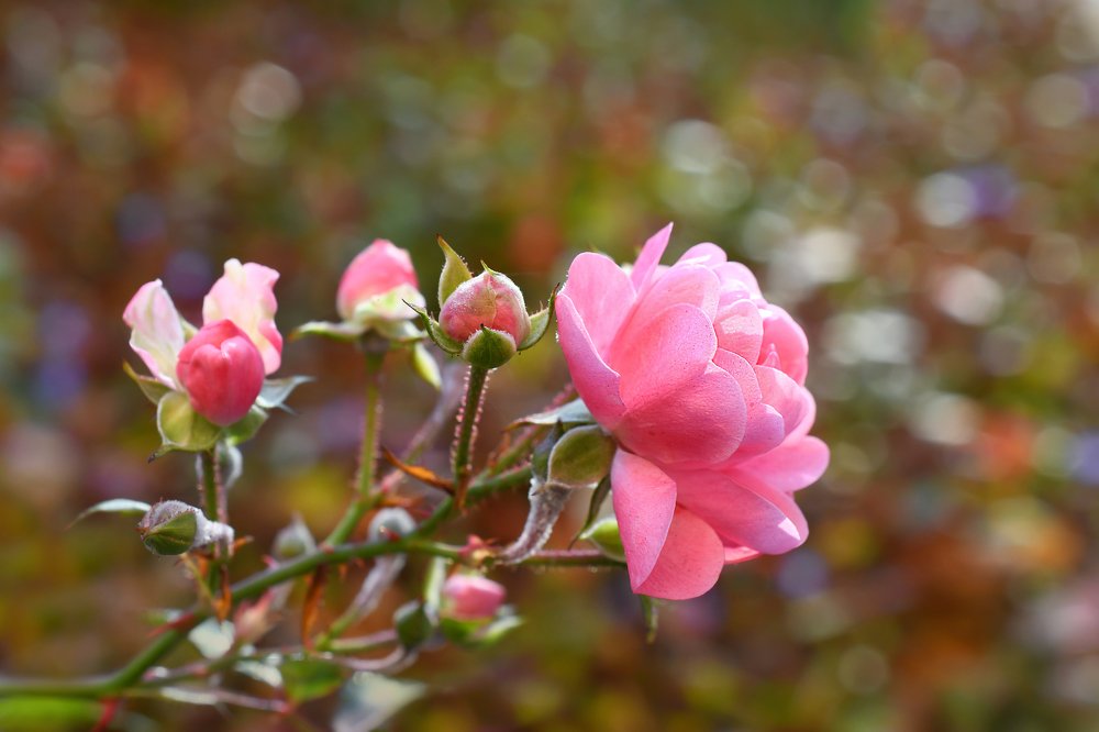 Photograph by Елена Ефимова