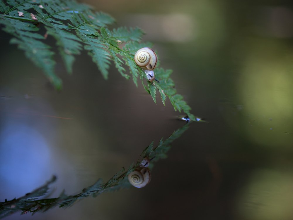 Photograph by Татьяна Пименкова