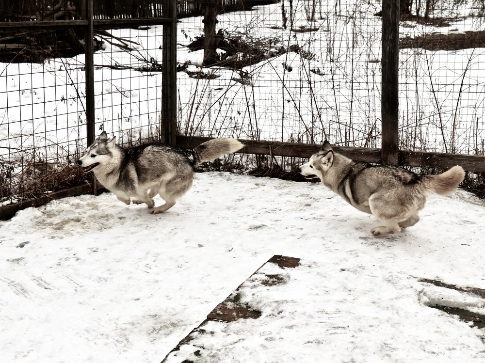 Photograph by Людмила Казак