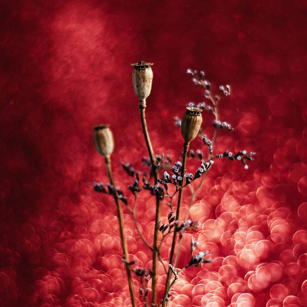 Photograph by Елена Мирзоева