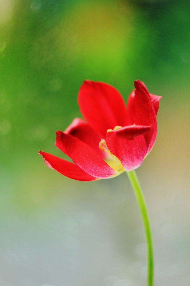 Photograph by Кира Нечепорчук