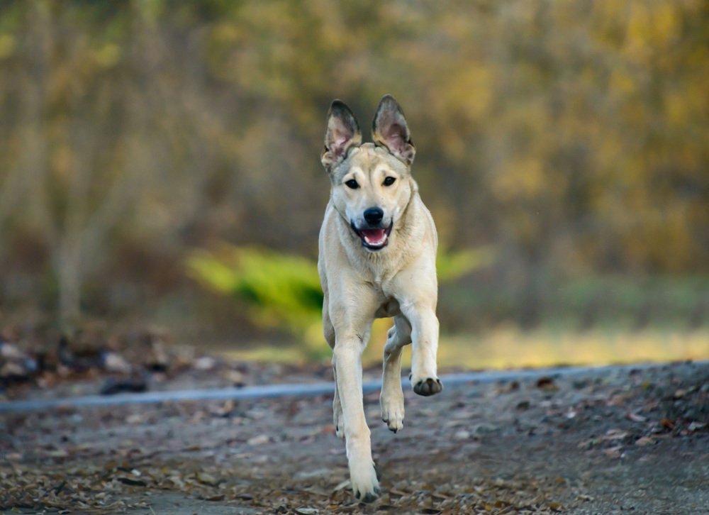 Бегу к тебе навстречу