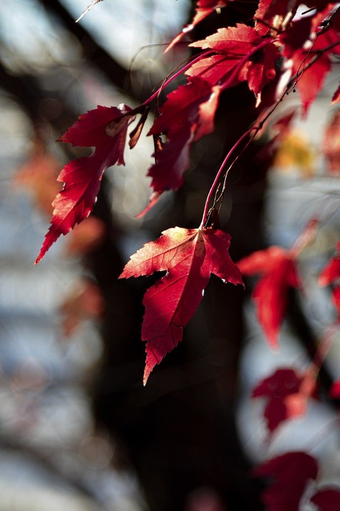 Photograph by Анна Белка