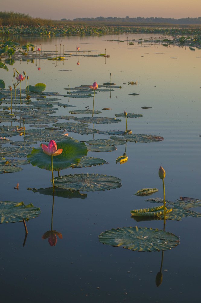 В краю лотоса