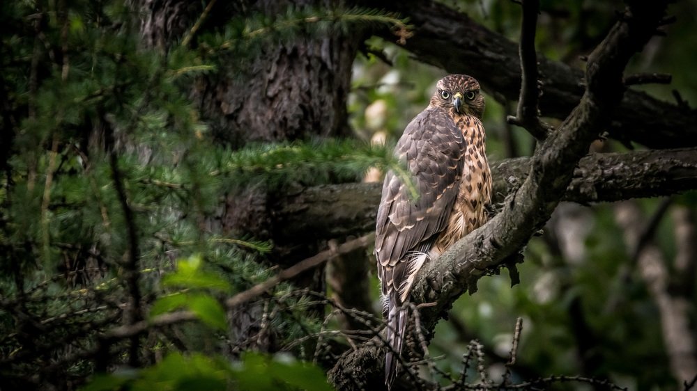 Смотри у меня!