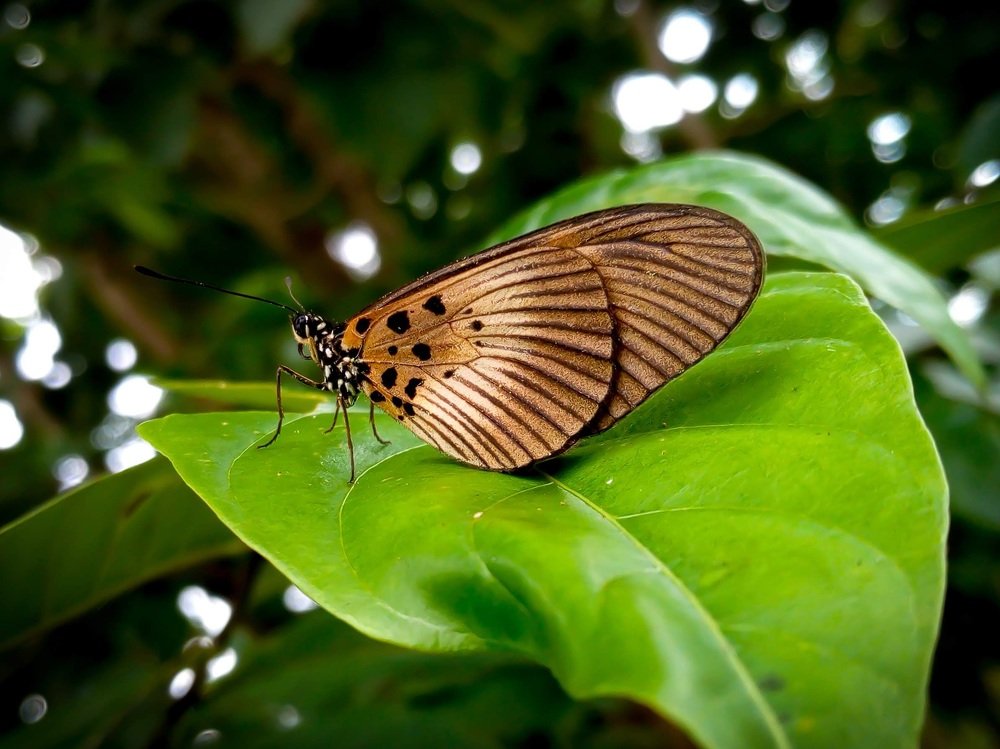 butterfly on leaf